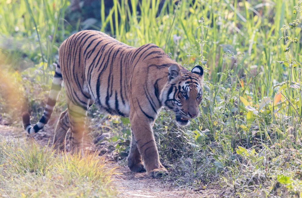 दाउरा बटुल्न गएका वृद्धको बाघको आक्रमणबाट ज्यान गयो