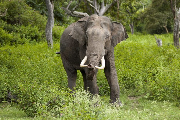 गाउँबस्तीमा क्षति पुर्याउन थालेपछि हात्तीको पछाडि आरक्षका कर्मचारी