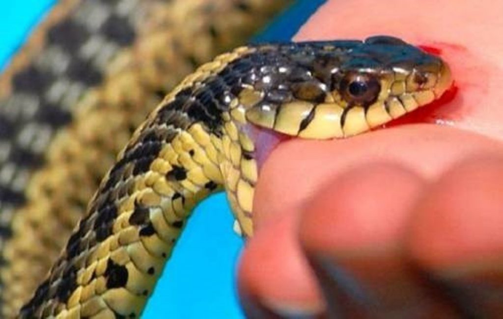 सिन्धुलीमा सर्पले डस्दा दुई बालकको ज्यान गयो