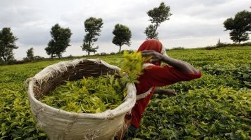 फलाम खानीबाट विस्थापित दलित समुदाय चिया खेतीमा आकर्षित