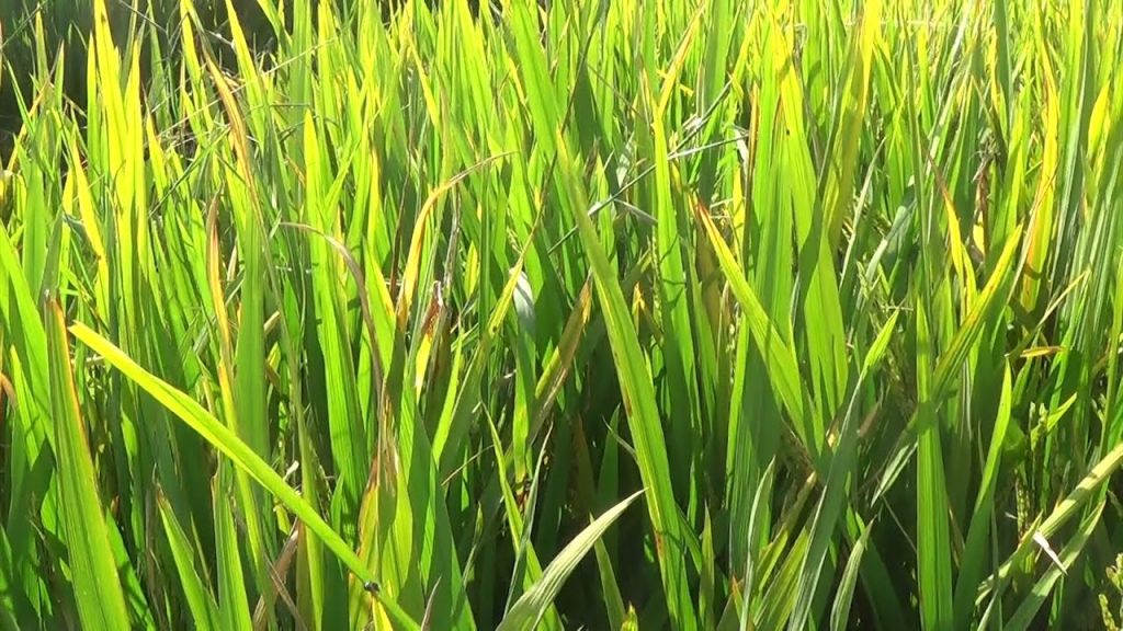 धानमा दाना लागेन फुल मात्र फुल्यो
