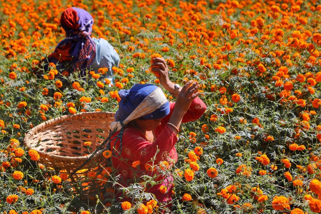 फूल टिप्ने, माला बनाउने चटारोले भ्याइनभ्याई