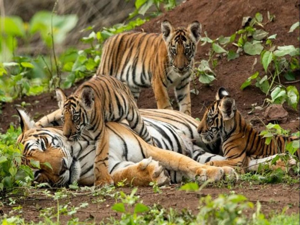 बाघले रुखवरिपरि घेरा हालेर दाह्रा र नङ्ग्रा ठीक पारेको अवस्थामा बाँचेर आउँदा…