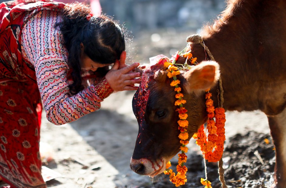 यमपञ्चक अर्थात् तिहारको चौथो दिन : गाई, गोरु र कृषकको पूजा गरी मनाइँदै