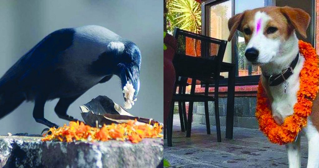 यमपञ्चकको आज दोस्रो दिन : काग र कुकुरको पूजा गरिदै
