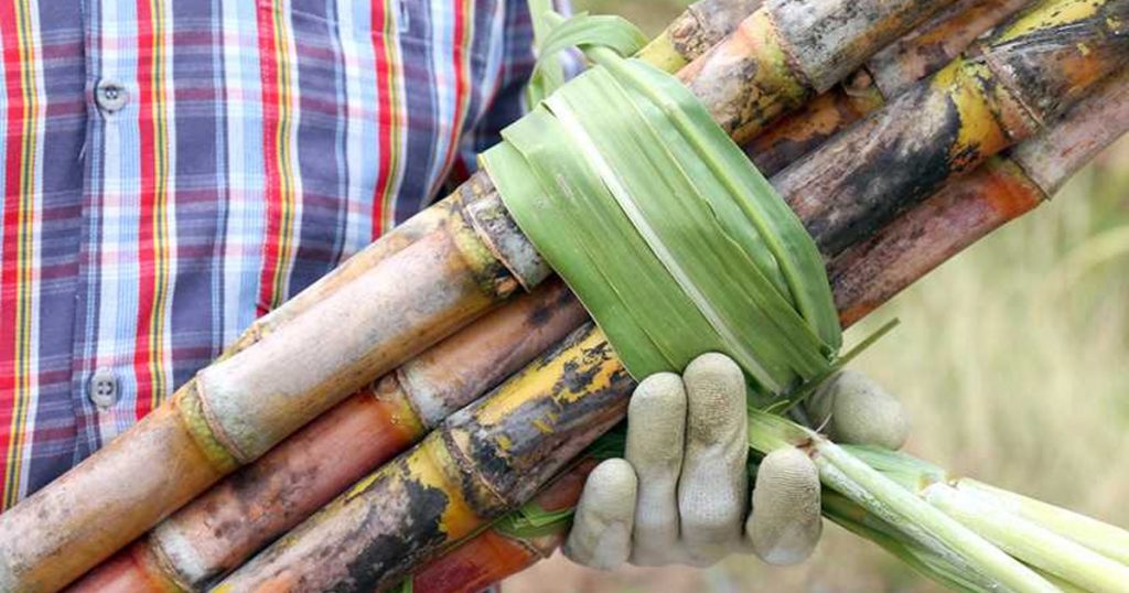 सरकारले मूल्य नतोक्दा सस्तोमा उखु बेच्दै किसान