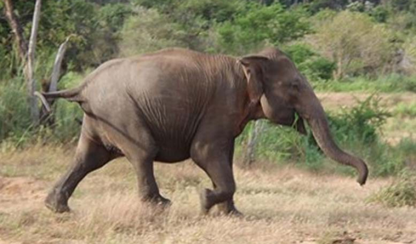 सिन्धुलीमा जंगली हात्तीको आतंक