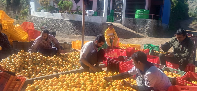 अर्घाखाँचीको एउटै गाउँमा फल्यो सात करोड बढीको सुन्तला
