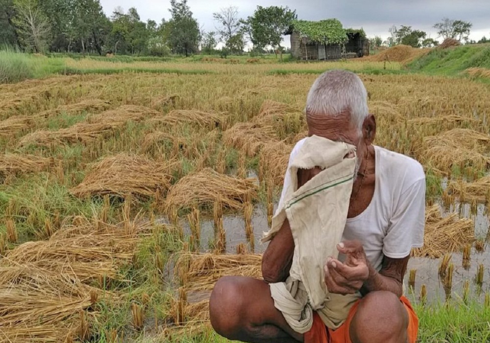 वर्षाका कारण  धान बालीमा क्षति बेहोरेका किसानलाई राहत दिने अर्थ मन्त्रालयको तयारी