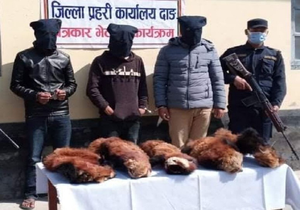 रेडपाण्डाको छाला सहित ३ जना पक्राउ