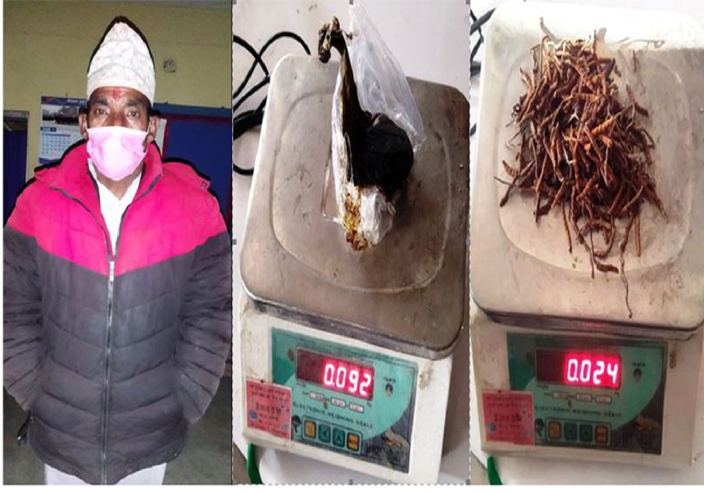 कञ्चनपुरमा भालुुको पित्त र यार्सागुम्बासहित एक व्यक्ति पक्राउ