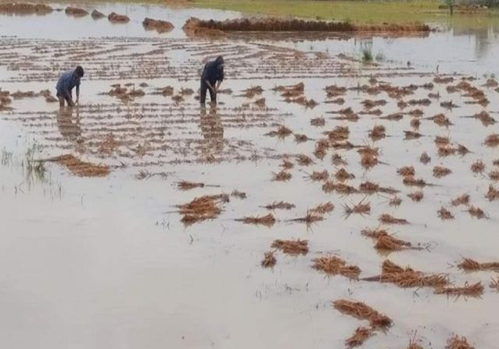 बैतडीका किसानले राहत अनुदानमा चासो दिएनन्