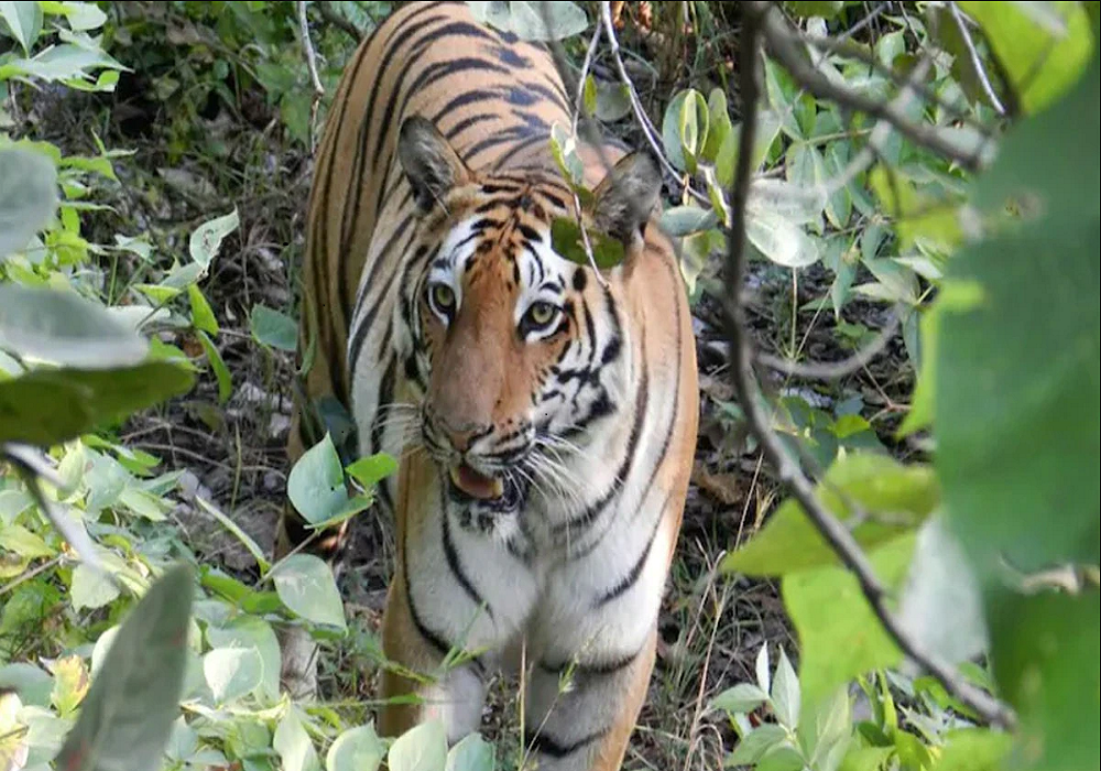 चितवनमा बाघले आक्रमण गर्दा १ महिलाको मृत्यु