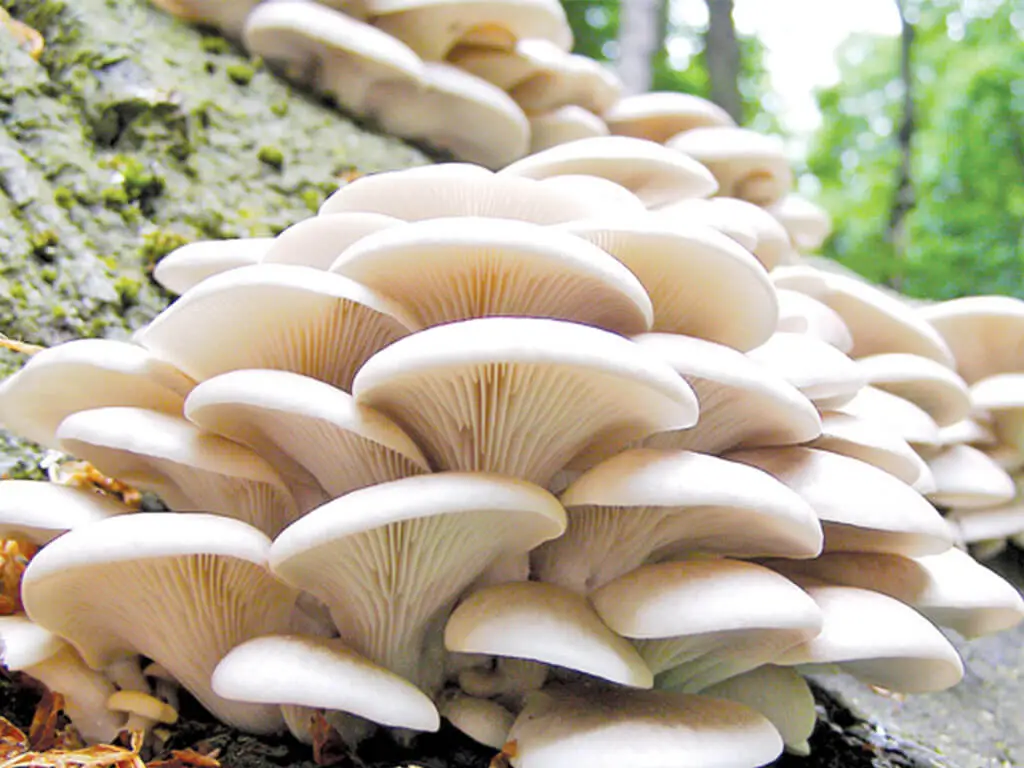 बुटवलमा जङ्गली च्याउ खाँदा १५ जना बिरामी