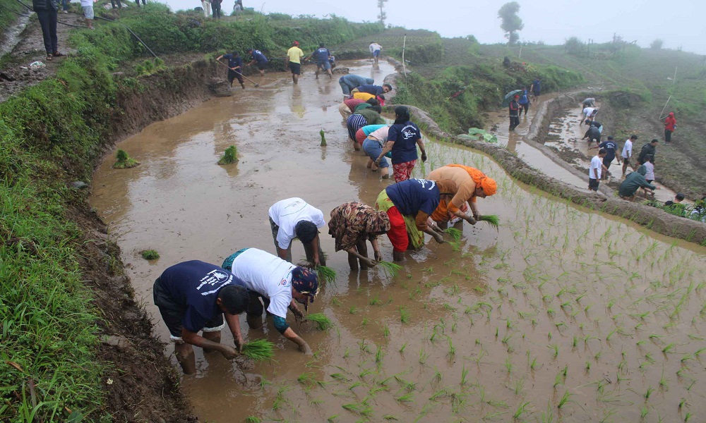 कर्णालीमा २८ प्रतिशत धान रोपाइँ