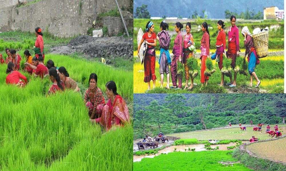 खोटाङमा ७० प्रतिशत रोपाई सकियो