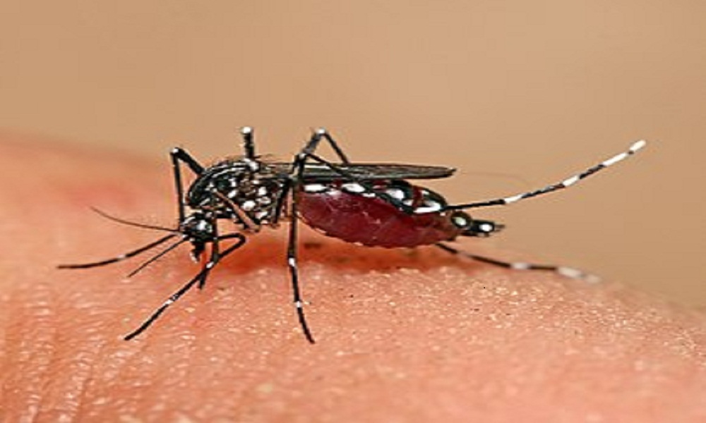 २ जनामा डेङ्गु सङ्क्रमण देखा