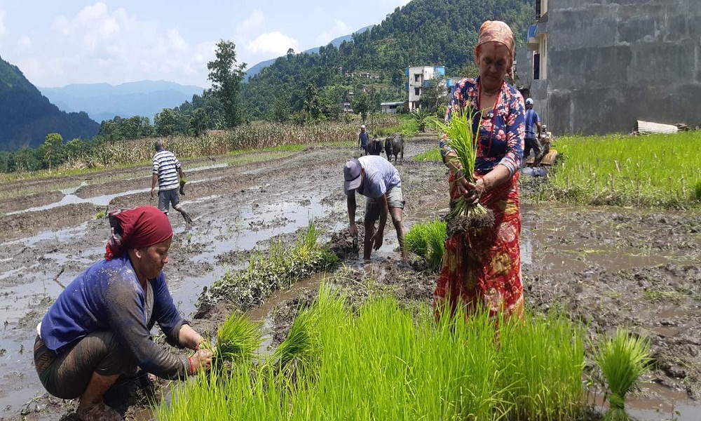 लमजुङमा ८१ प्रतिशत रोपाइँ