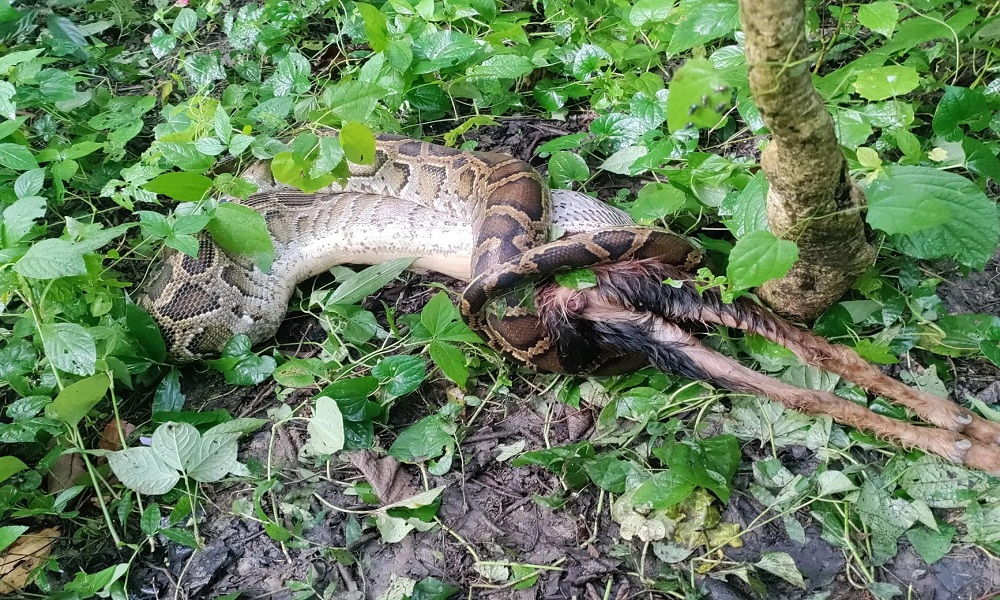 १२ केजीको बोका निल्दै गरेको अवस्थामा अजिंगर फेला