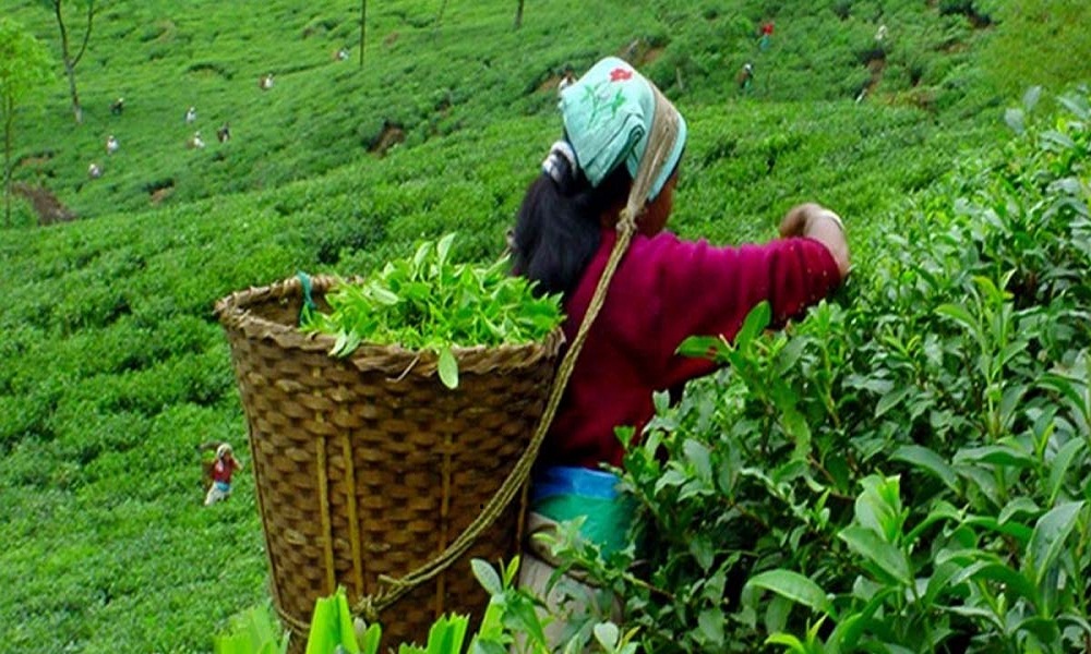 नेपालबाट ३ अर्ब बढिको चिया निर्यात हुने