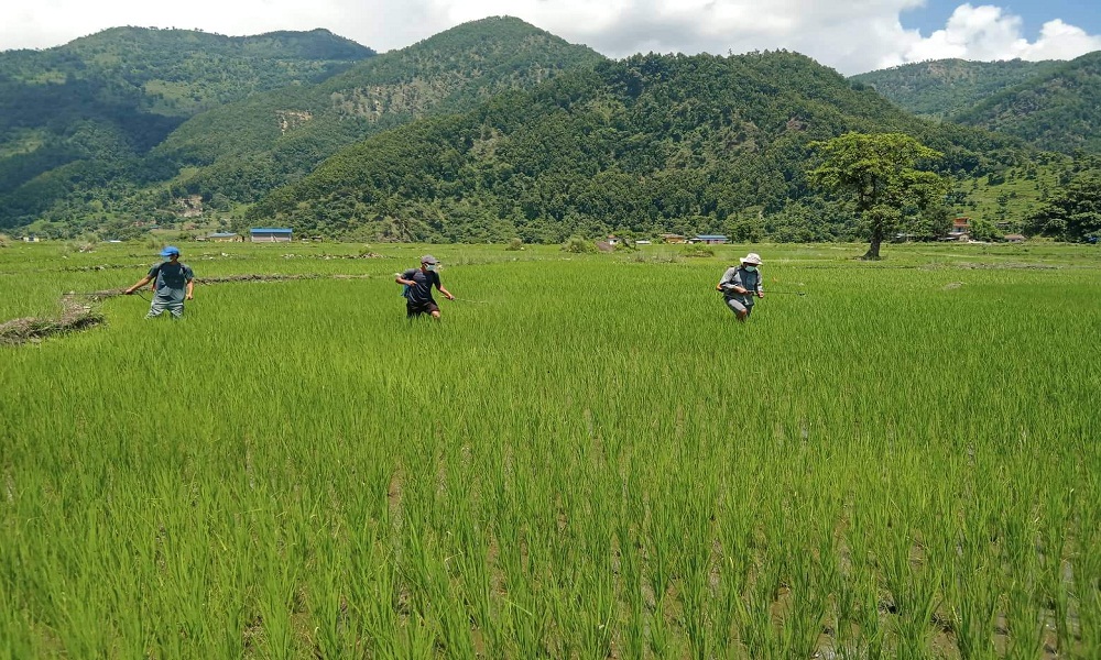 धानबालीमा खपटे किराको प्रकोप, किसान चिन्तित