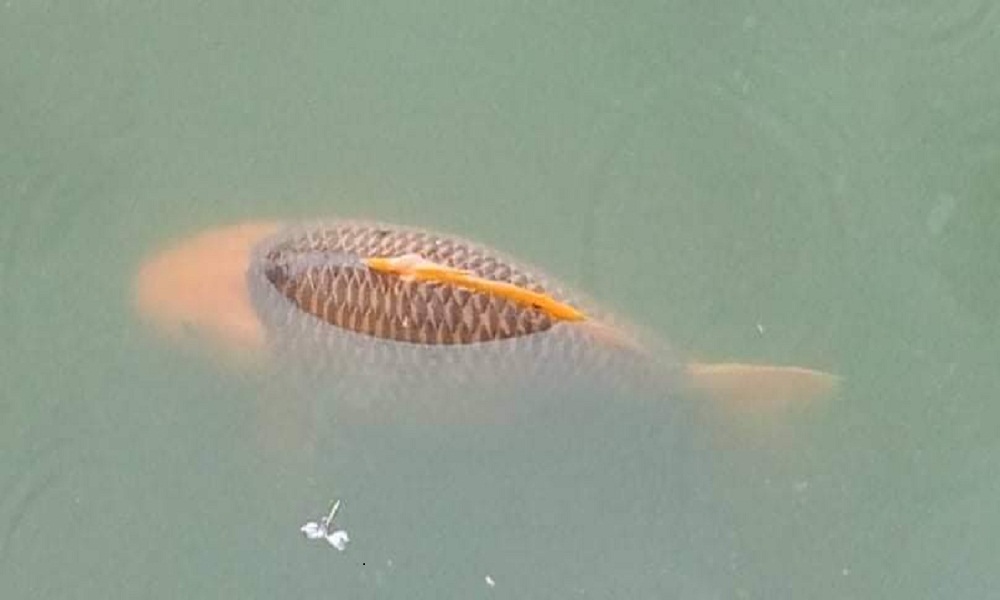 लुम्बिनीको पुष्कर्णी पोखरीका माछा मर्न थाले