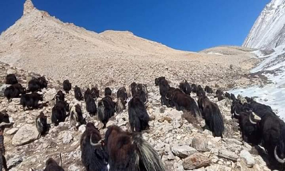 मुगुमा फस्टाउँदै चौरी पालन