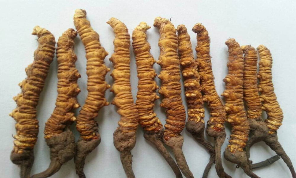 नेपालबाट साढे १२ करोडको यार्सागुम्बा निर्यात