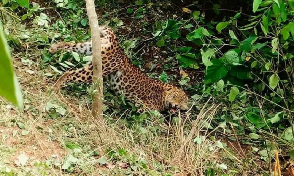 बैतडीमा पासोमा फसेको अवस्थामा फेला परेको चितुवा मर्‍यो