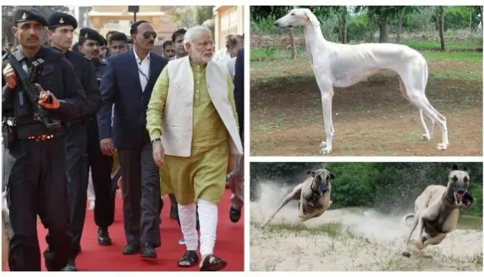मोदीको सुरक्षामा स्थानीय मुधोल हाउन्ड जातका कुकुर प्रयोग गरिने, ४ महिने तालिम सुरु
