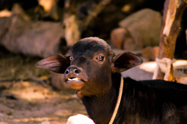 कास्कीमा पाडी–बाच्छी हुर्काउने किसानलाई दश हजार रुपैयाँ दिइने