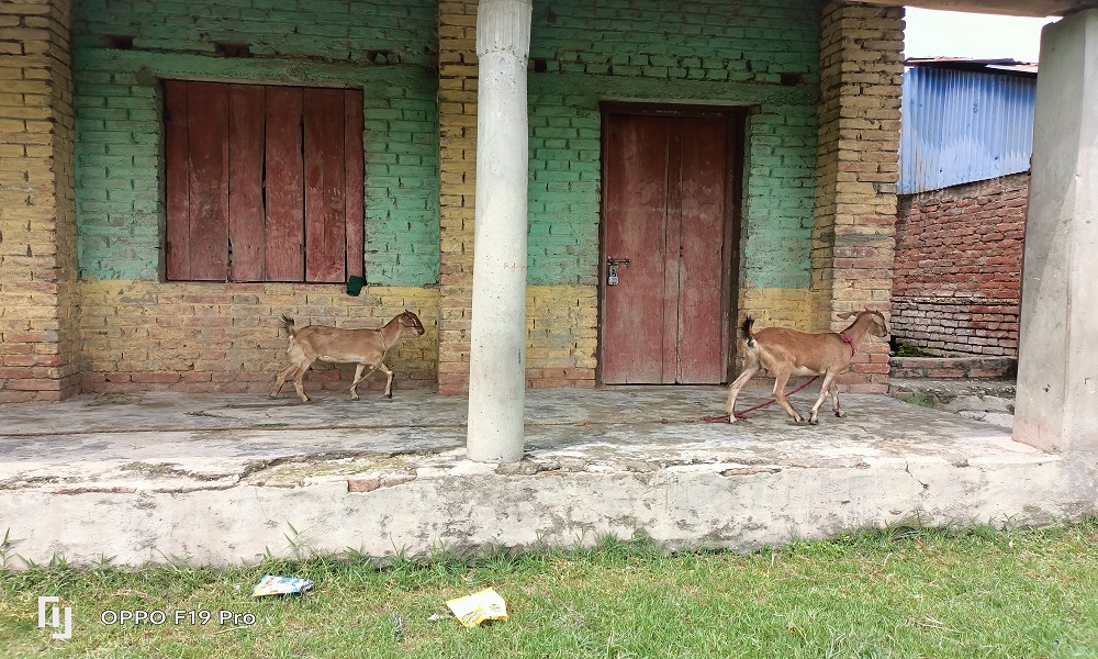विद्यार्थी शून्य भएपछि विद्यालय बाख्राको खोरमा परिणत, तर शिक्षकले वर्षौंदेखि तलबभत्ता बुझिरहे