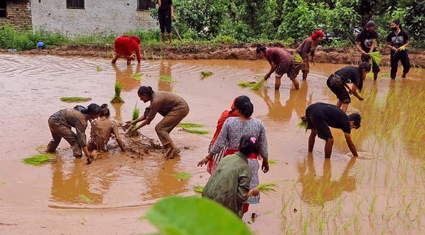 कक्षाकोठा भन्दा खेतबारीमा धेरै भेटिन्छन् विद्यार्थी