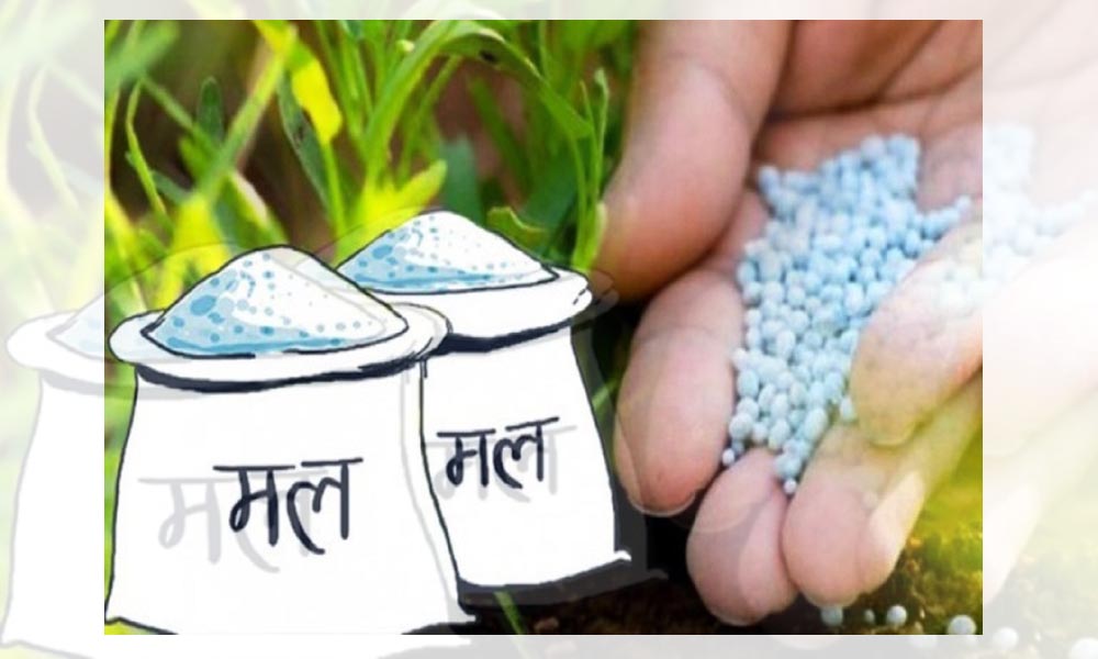 सहकारीले किसानलाई मल नदिएर व्यापारीलाई बेच्दै गरेकाे भेटियाे