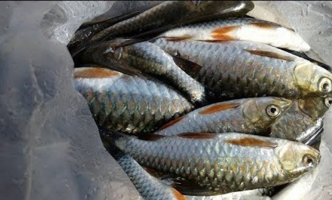 चितवनमा भन्सार छलेर ल्याइएका माछा नष्ट