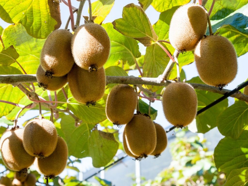 युट्युव हेरेरै किसानले सिके खेती गर्ने प्रक्रिया, मकैबाली छाडेर खेतबारीमा किवी खेती