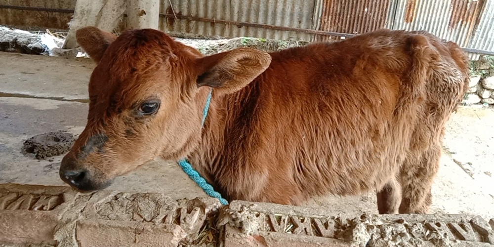 उन्नत पाडी र बाच्छी हुर्काउने किसानलाई १० हजार रुपैयाँ