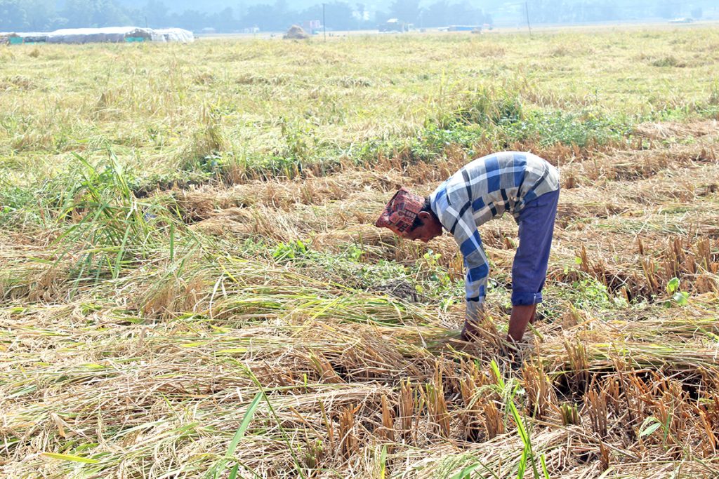अत्यधिक वर्षाले किसानलाई नोक्सानी