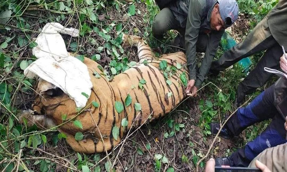 बर्दियामा पाटे बाघ नियन्त्रणमा
