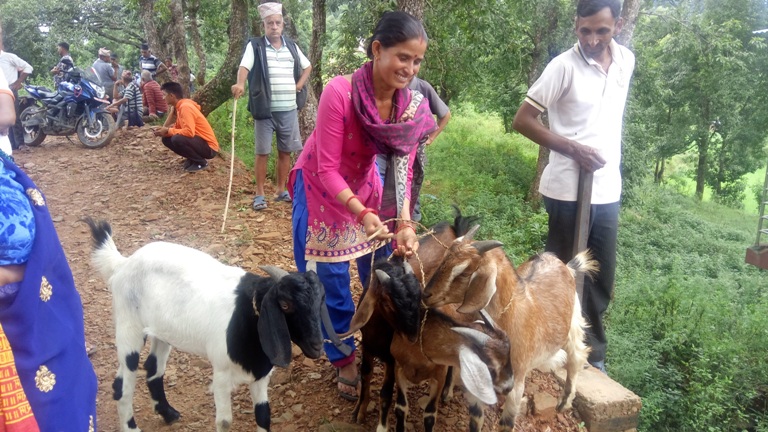 पाल्पाको एउटै गाउँबाट दशैँमा पचास लाख रुपैयाँभन्दा बढीको खसी बोका बिक्री