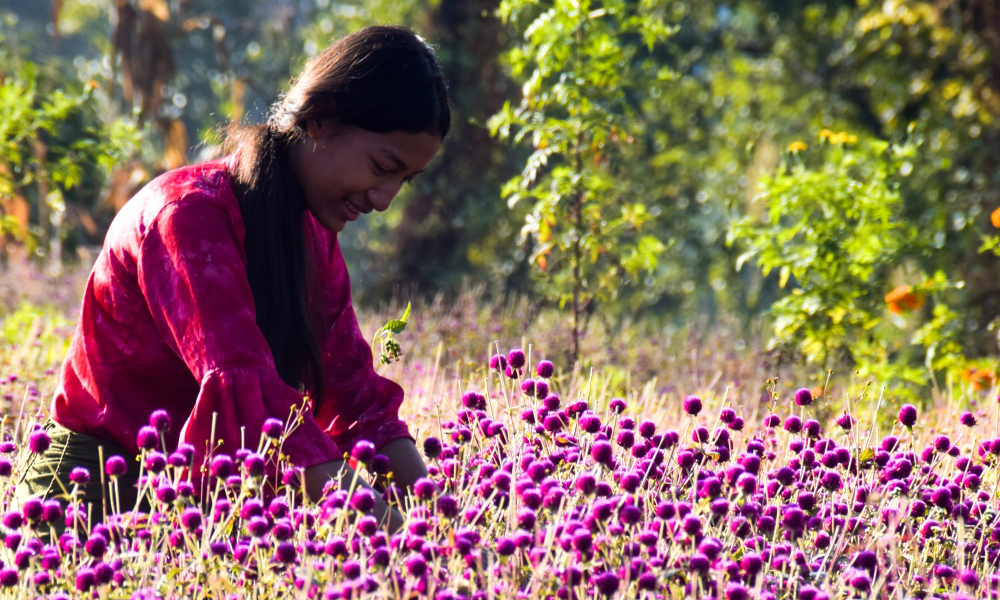 फूल टिप्न किसानहरूलाई चटारो (तस्बिरहरू)