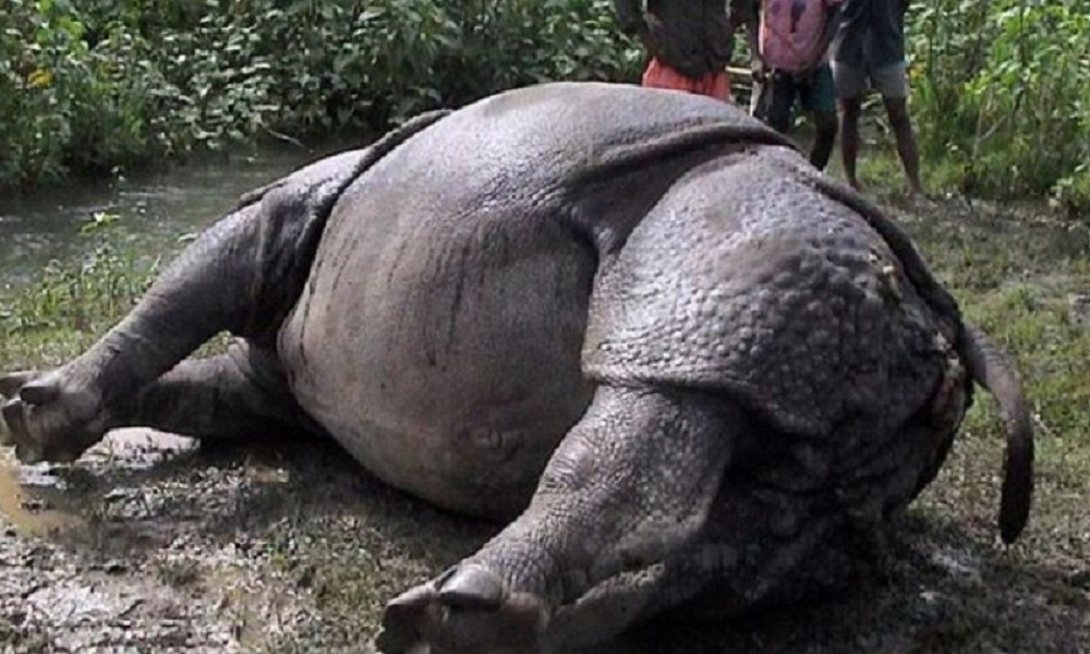 चितवनमा करेन्ट लागेर गैँडा मर्याे
