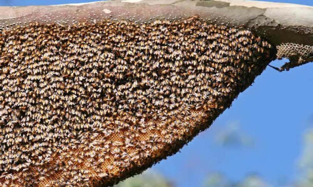 तनहुँमा सिङ्गुसले चिल्दा एकको मृत्यु, छ घाइते