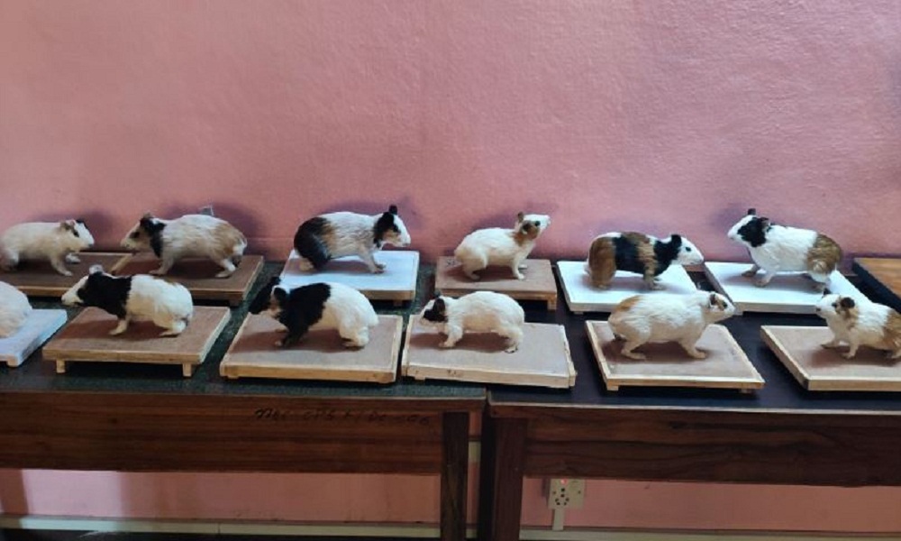 मरेका जीवजन्तुबाट यति सम्मको आकर्षक कलाकृति बनाइदो रहेछ