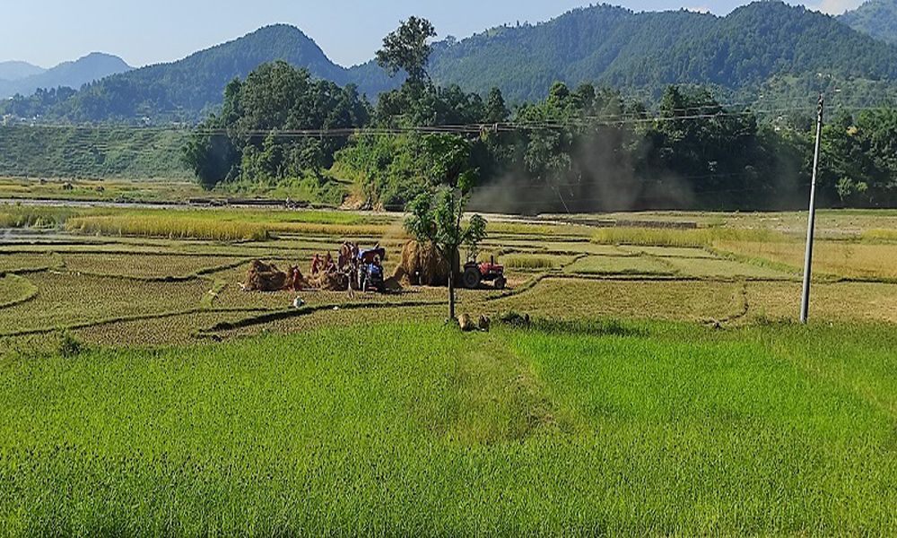 धान पकेट क्षेत्रका किसान चामल किनेर खाँदै !