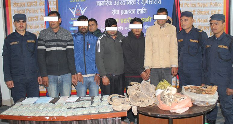 कैलालीमा नक्कली नोट, बाघको हड्डी र जडिबुडीसहित पाँच जना पक्राउ